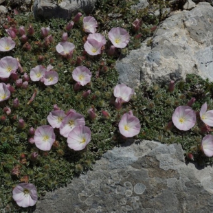 Convolvulus boissieri